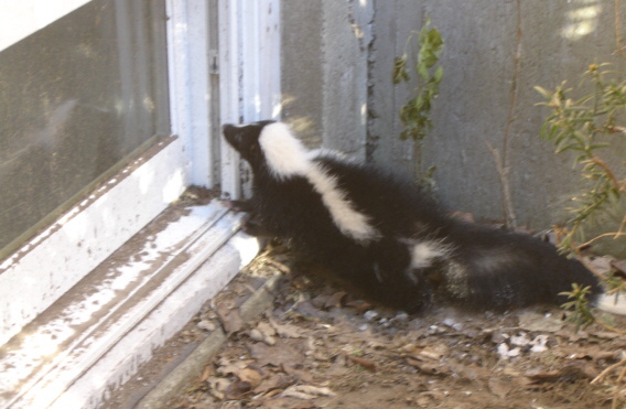 BatGuys also provides skunk odor removal services to completely deodorize 