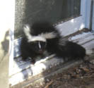 skunk by a window