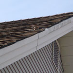 squirrel peaking out of roof