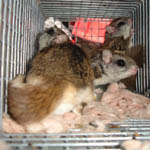 flying squirrels in cage