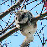 flying squirrel in tree