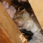 Gray Squirrel peeking at me in an attic during a Boston Squirrel removal project.