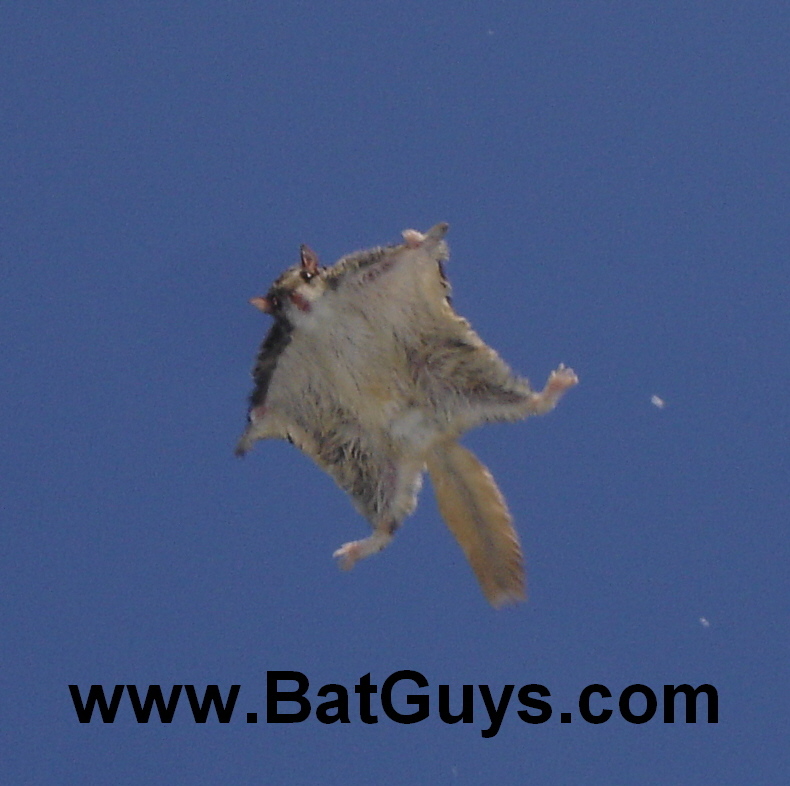 Massachusetts Flying Squirrel Removal–Squirrel Trapping and Exclusion-A  BatGuys Case Study