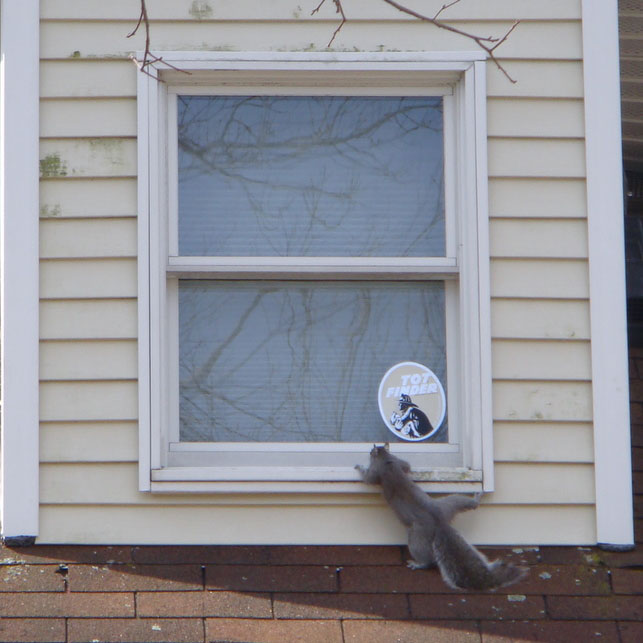squirrel looking in window