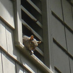 Thumbnail photo of: Squirrel in a gable vents