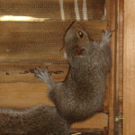 Thumbnail photo of: Squirrel on its way out