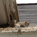 Thumbnail photo of: Young squirrels on a roof