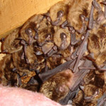 Thumbnail photo of: Colony of bats in an attic