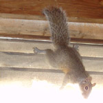 Thumbnail photo of: Squirrels in the attic