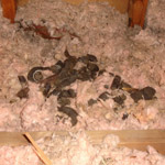 Thumbnail photo of: Raccoon feces in the attic