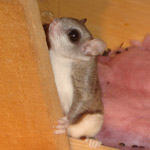 Thumbnail photo of: Flying squirrels in the attic