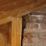 Thumbnail photo of: Bats in a chimney