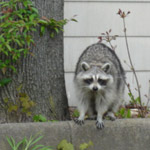 Thumbnail photo of: Mad Raccoon