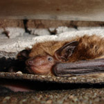 Thumbnail photo of: Bats under chimney flashing
