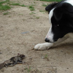 Thumbnail photo of: Flying squirrel and dog