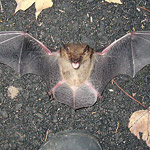 Thumbnail photo of: Large brown bat