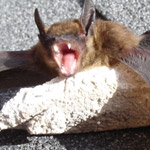 Thumbnail photo of: Bats have sharp teeth!
