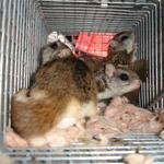 Thumbnail photo of: Flying squirrel trapping