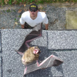Thumbnail photo of: Bats on a roof