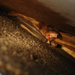 Thumbnail photo of: Bats roosting under a dormer