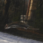 Thumbnail photo of: Flying squirrels in flight
