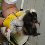 Thumbnail photo of: Juvenile skunk