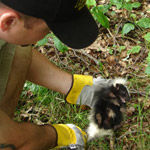 Thumbnail photo of: Juvenile skunk release