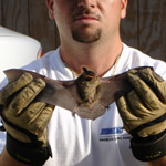 Thumbnail photo of: Large brown bat removed from house