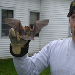 Thumbnail photo of: Large brown bat removed from house