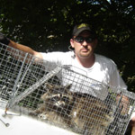 Thumbnail photo of: Trapping raccoons on roof
