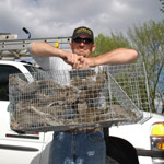 Thumbnail photo of: Cage full of gray squirrels