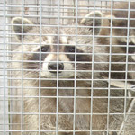 Thumbnail photo of: Raccoon Family removed from attic