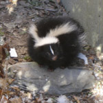 Thumbnail photo of: Skunks in the yard