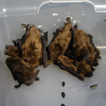 Thumbnail photo of: Bats removed from house