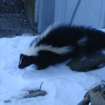 Thumbnail photo of: Skunk in the snow