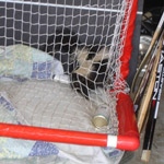 Thumbnail photo of: Skunk caught in a hockey net in a garage