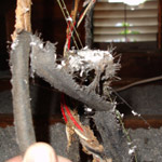 Thumbnail photo of: Wiring chewed by gray squirrels