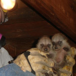 Thumbnail photo of: Juvenile raccoons in the attic