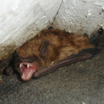 Thumbnail photo of: Bat roosting under a dormer