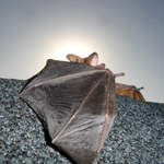 Thumbnail photo of: Bat on a roof