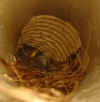 capped chimney