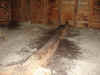 bat guano