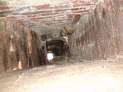 squirrels in chimney