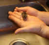 mouse