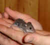 mouse