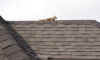 roof squirrel