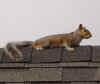 curious squirrel