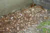 sawdust evidence