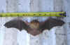 bat