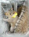 squirrel